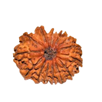 14 Mukhi Rudraksha